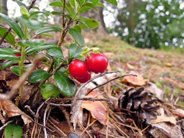 Lingonberry